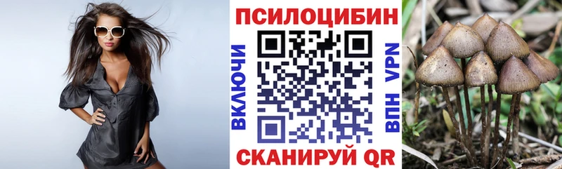 купить наркоту  Петропавловск-Камчатский  Псилоцибиновые грибы Psilocybe 